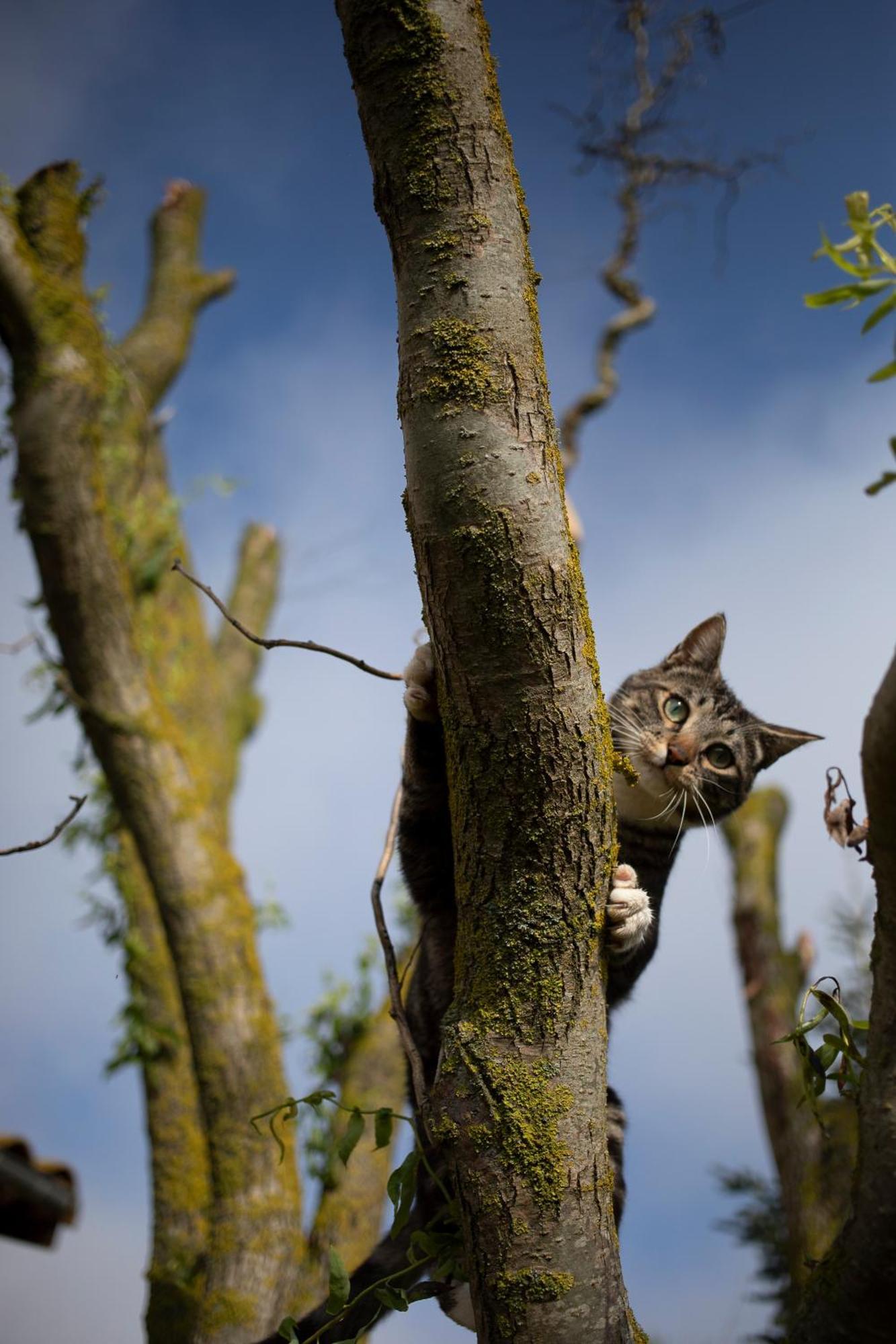 Le Chat Blanc Versols-et-Lapeyre Экстерьер фото