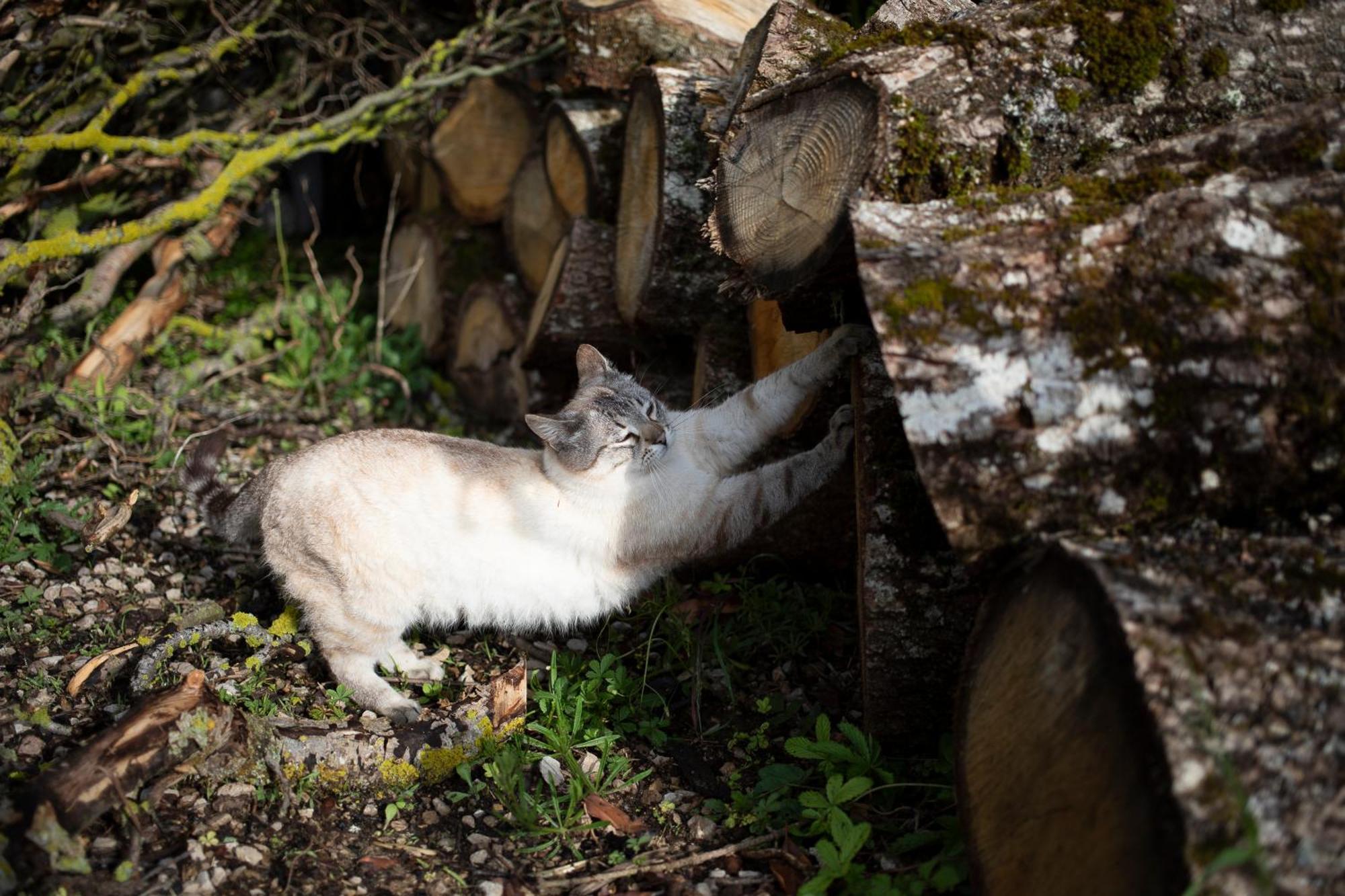 Le Chat Blanc Versols-et-Lapeyre Экстерьер фото